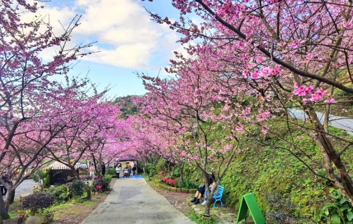 三峽櫻花