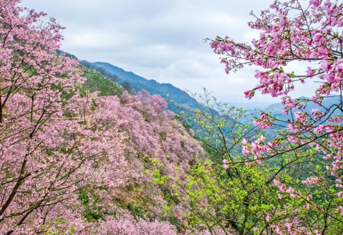 三峽櫻花