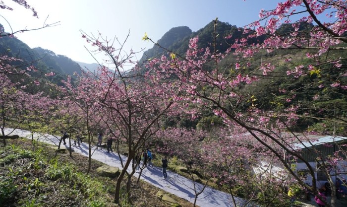 三峽櫻花