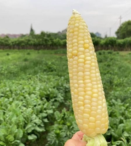 玉米粒料理