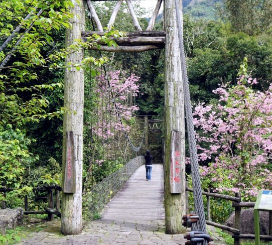 阿里山咖啡廳