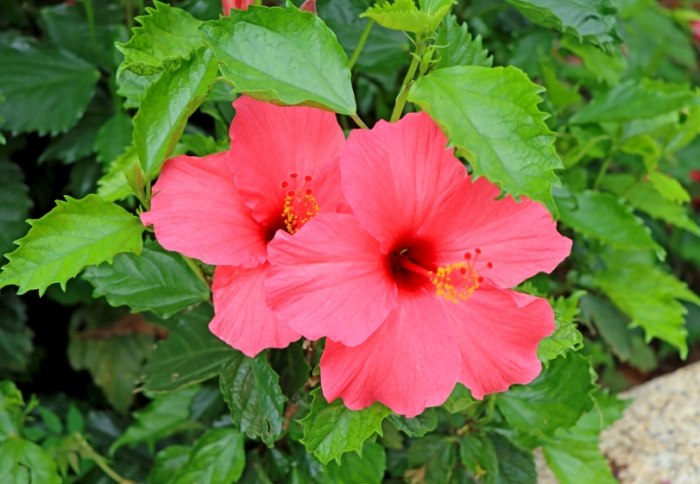 扶桑花花語