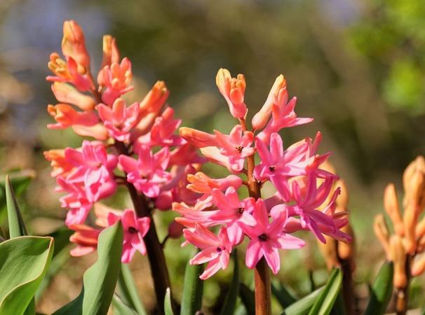 風信子花語