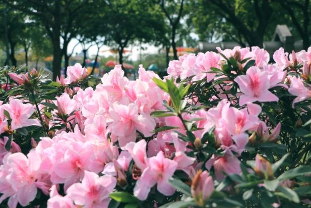 杜鵑花花語