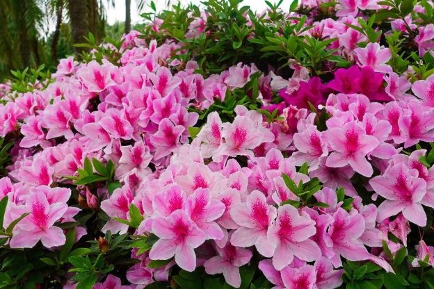 杜鵑花花語