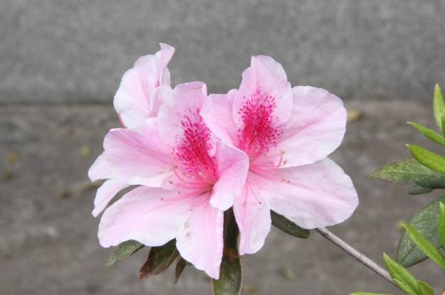 杜鵑花花語