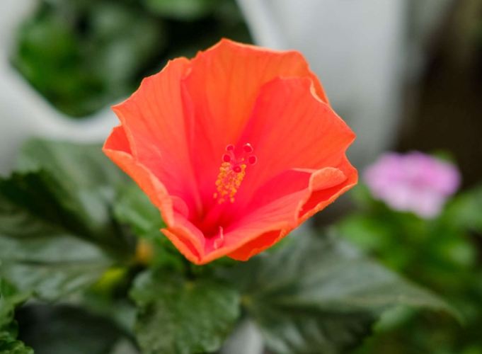 扶桑花花語