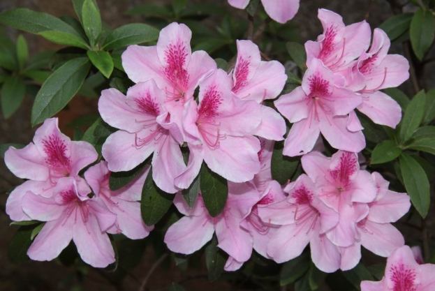 杜鵑花花語