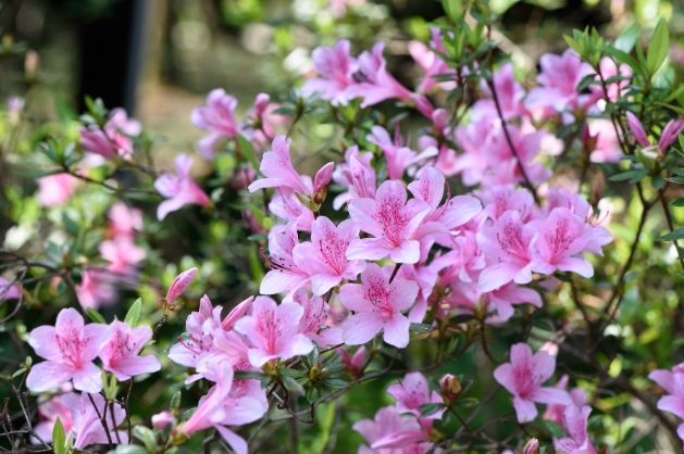 杜鵑花花語
