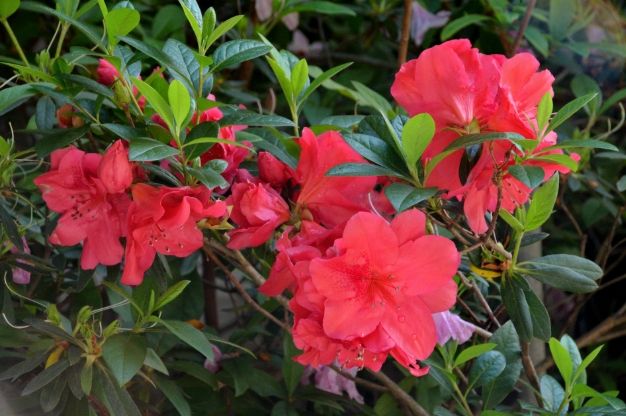 杜鵑花花語