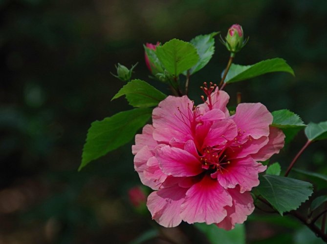 扶桑花花語