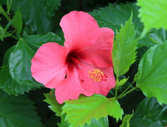 扶桑花花語