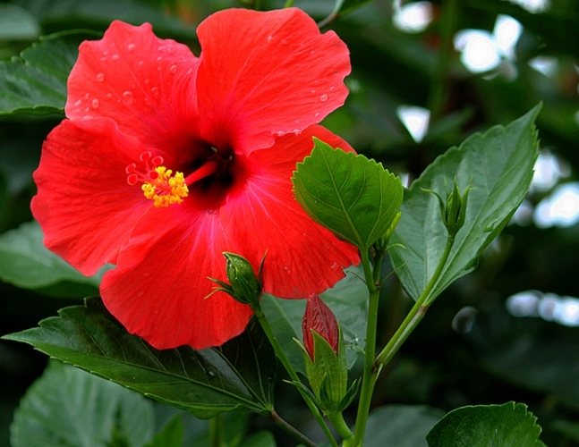 扶桑花花語
