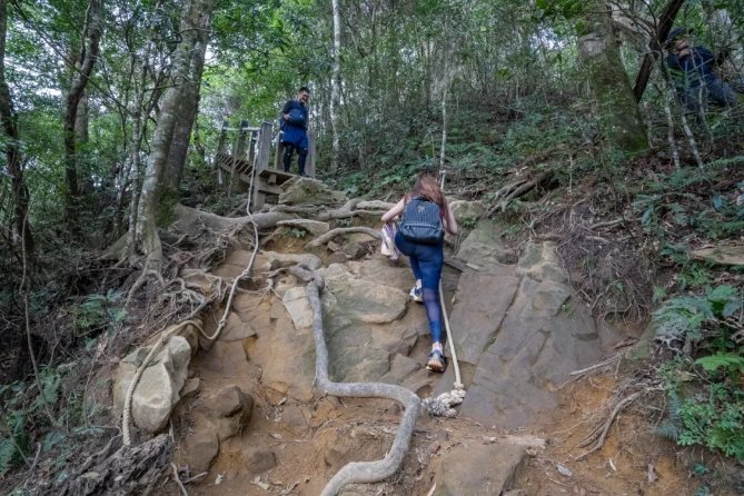 北得拉曼巨木步道