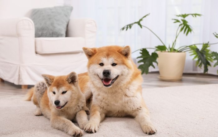 狗夢境解析